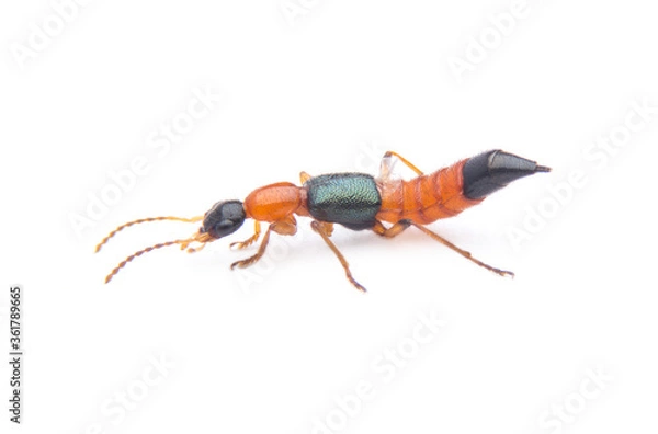 Obraz Rove beetle insect isolated on white background