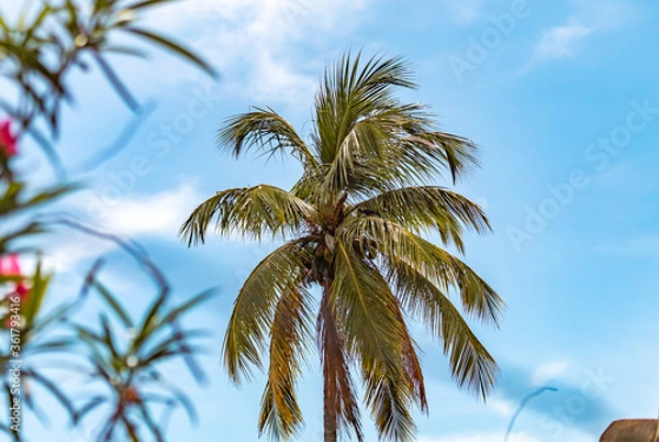 Obraz Coconut trees against blue sky.