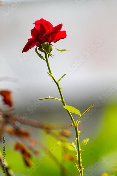 Obraz A beautiful rose with thrones.