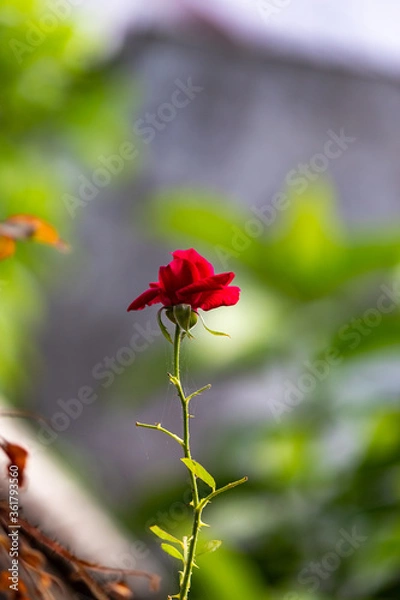 Fototapeta A beautiful rose with throne.