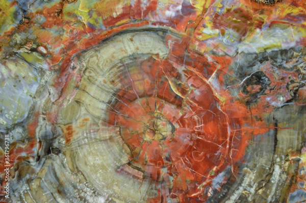 Fototapeta Closeup of colorful petrified wood log