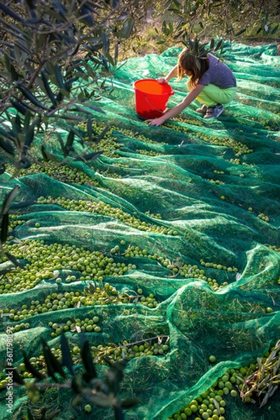 Fototapeta Little girl picking olives from net under olive tree, in olive field on island Brac in Croatia