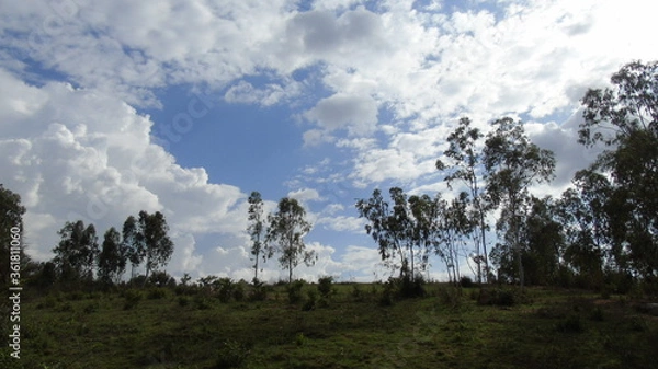 Fototapeta clouds in the forest