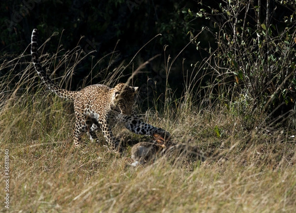 Obraz Leopard cub hunting a hare, Masai Mara
