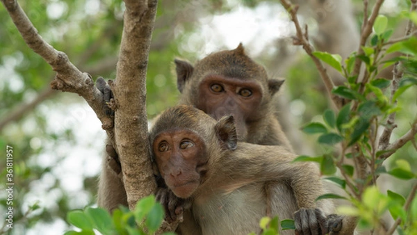 Fototapeta Mother and baby macaques sit and rest during the day.