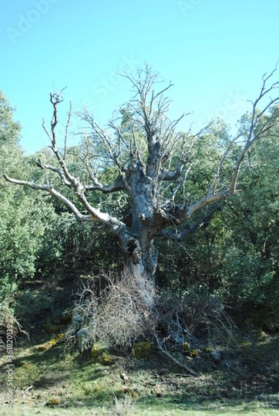 Obraz arbol seco