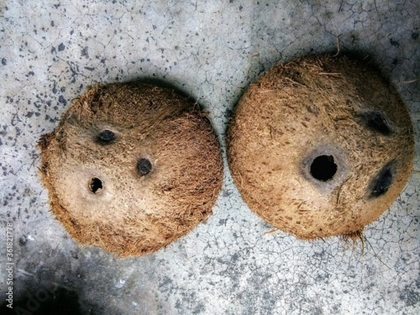 Obraz Top view of Coconut shells with brown coirs on dirty & grunge cement or concrete floor background, copy space. Tropical summer dried coconut fruit can make a dishware, eco-friendly materials concept