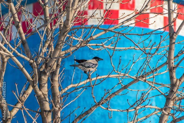 Obraz A crow on a tree branch