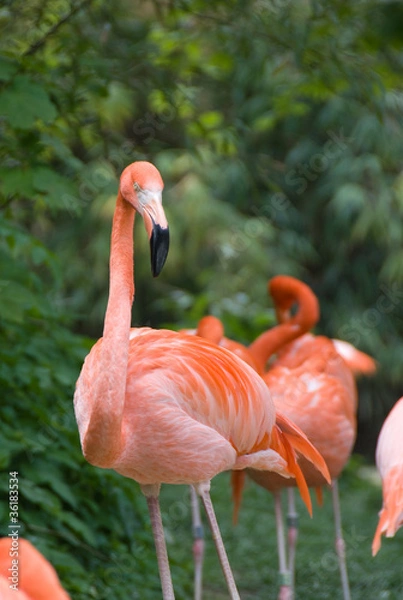 Obraz Pink flamingo