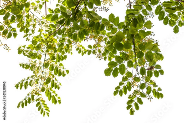 Obraz green leaves on white background