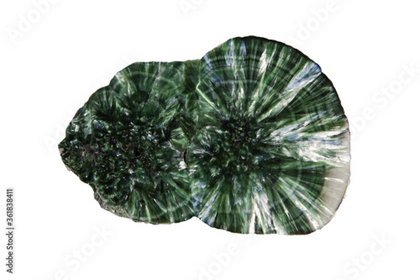 Obraz Seraphinite isolated on white background. Texture of green polished Seraphinite specimen. Gem quality clinochlore of chlorite group. Natural background.
