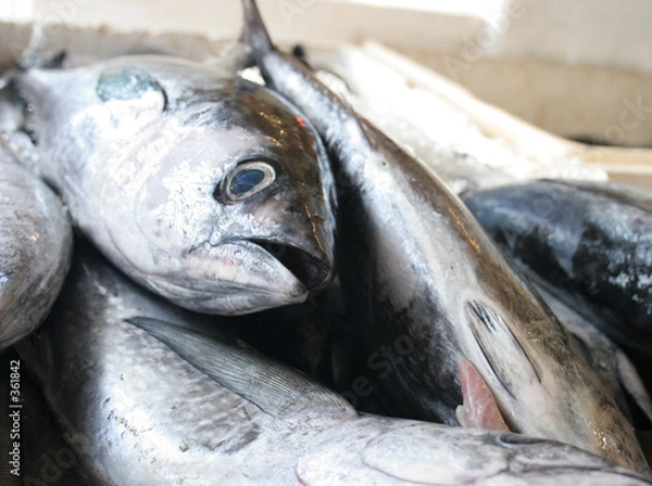 Fototapeta dead fish