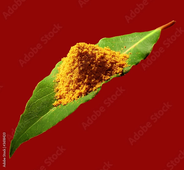 Obraz curry on leaf