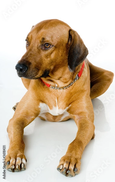 Obraz A large pet dog lying on white floor in studio