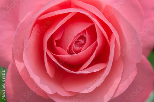 Fototapeta Large drops of dew on pink rose petals close-up. Texture. Close-up.