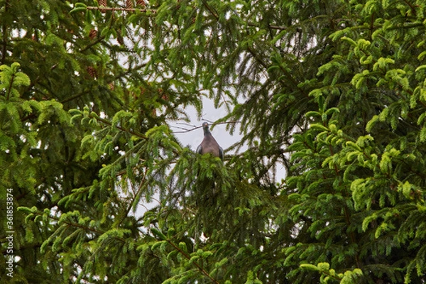 Fototapeta The common wood pigeon (Columba palumbus) with a twig in beak
