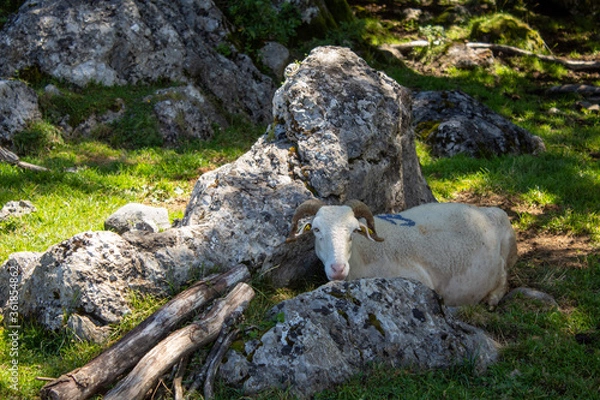 Obraz Brebis à l'ombre d'un rocher