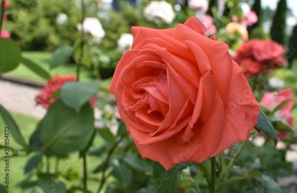 Fototapeta red roses in garden