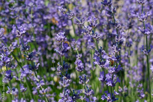 Obraz Detailed lavender flowers and bees