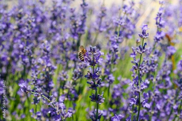 Obraz Detailed lavender flowers and bees
