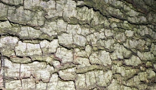 Fototapeta Bark texture, brown and beige background