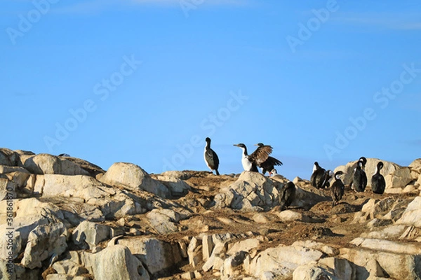 Fototapeta Wing-drying Behavior of Cormorant Birds, Rocky Island in Beagle Channel, Ushuaia, Tierra del Fuego, Argentina