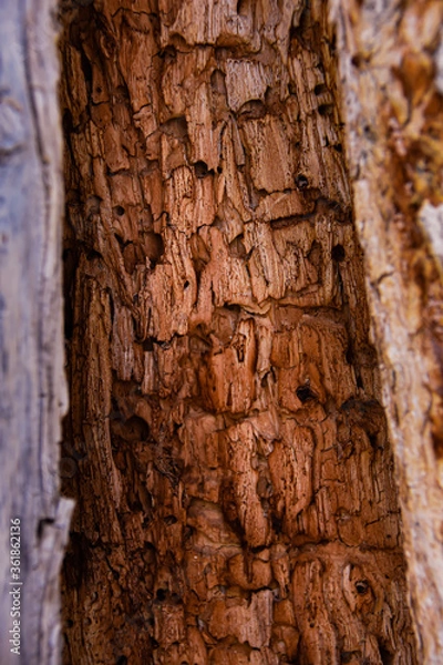 Obraz Tree Rot Texture
