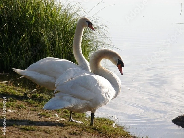 Fototapeta OLYMPUS DIGITAL CAMERA
