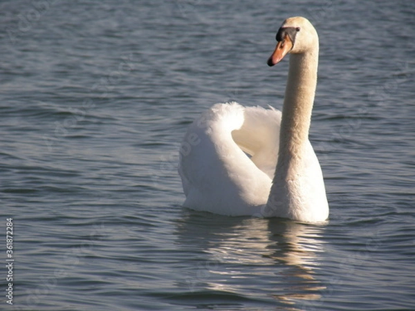 Fototapeta OLYMPUS DIGITAL CAMERA