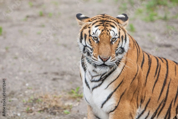 Fototapeta 백두산 호랑이
