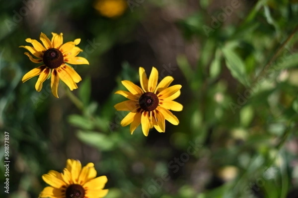 Obraz yellow flowers