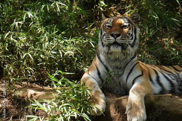 Obraz こちらを見つめるトラ