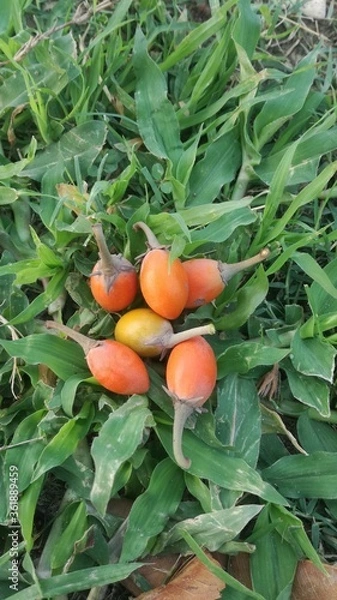 Fototapeta ripe tomatoes in the garden
