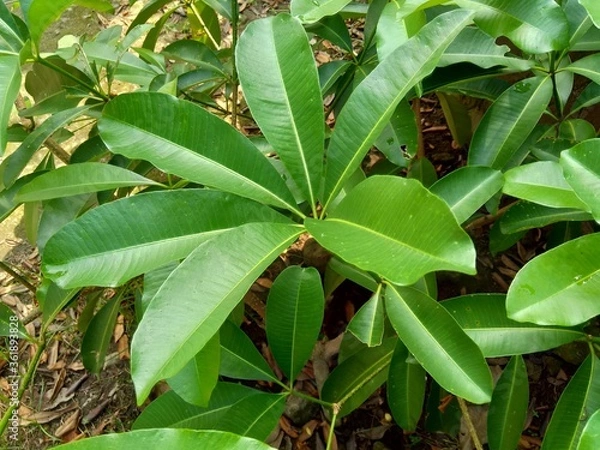 Fototapeta Close up green alstonia scholaris (also called blackboard tree,  devil's tree, pule, kayu gabus, lame, lamo, pule, jelutung) leaves with a natural background