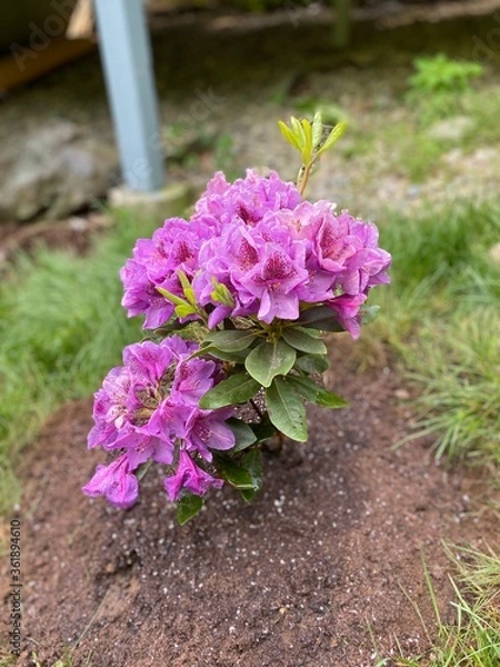 Fototapeta Closeup view of a blooming pink or purple Rhododendron flower bush planted in a yard