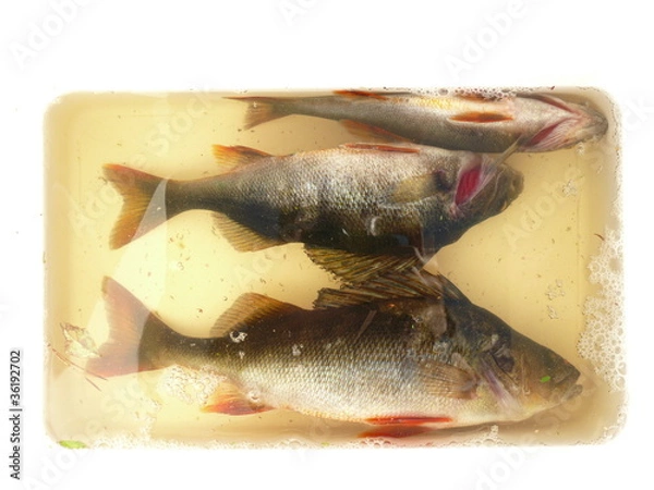 Obraz Barsch in der Box