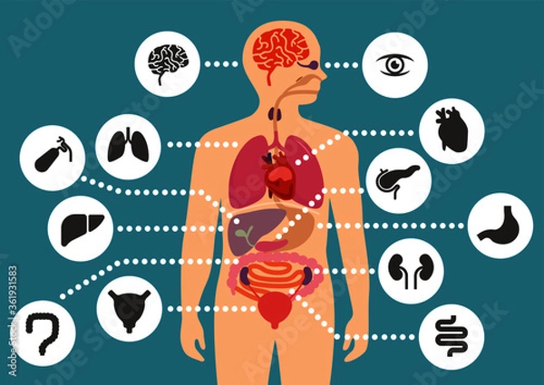 Fototapeta simulation of human internal organ icon set