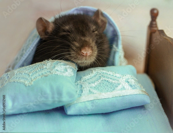 Obraz rat in a small bed