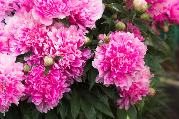 Obraz peonies in the garden