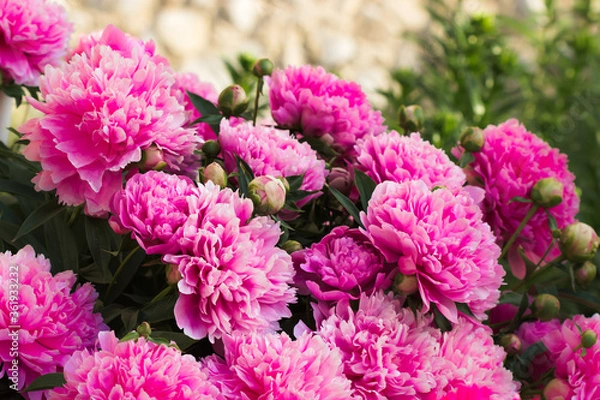 Obraz peonies in the garden