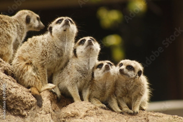 Obraz Suricates