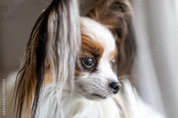 Obraz 犬の「パピヨン」がソファから外を眺めて座っている様子