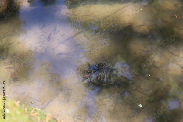 Obraz 泳いでいるカメ