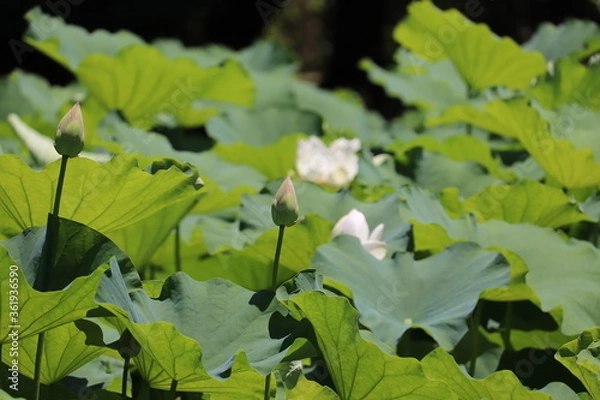 Obraz ピンクの蓮の蕾