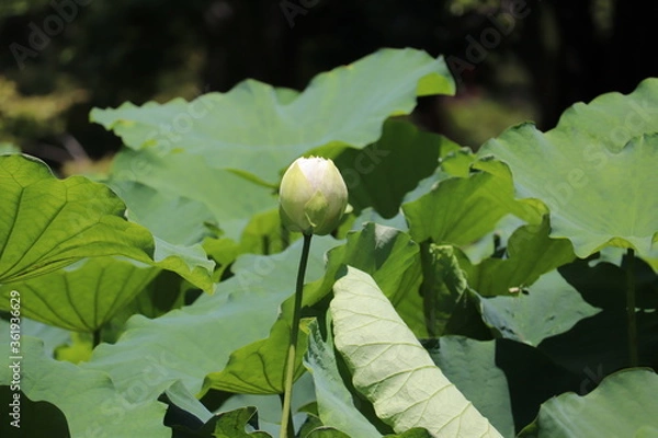 Fototapeta ピンクの蓮の蕾