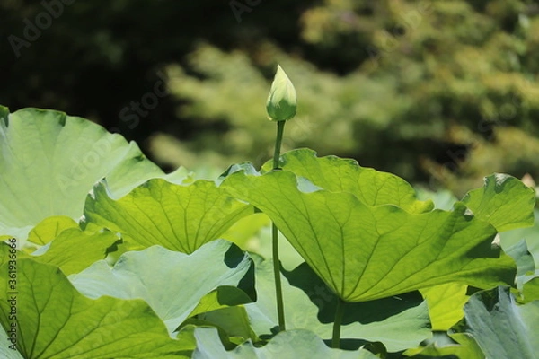 Fototapeta ピンクの蓮の蕾