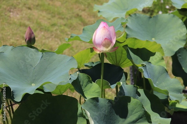 Obraz ピンクの蓮の蕾