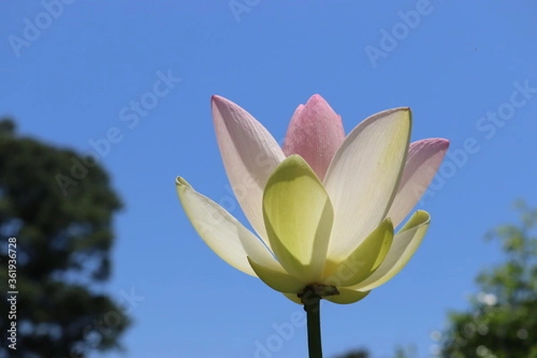 Obraz ピンクの蓮の花