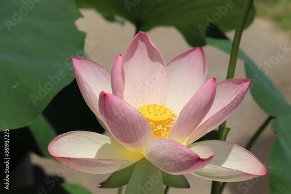 Obraz ピンクの蓮の花