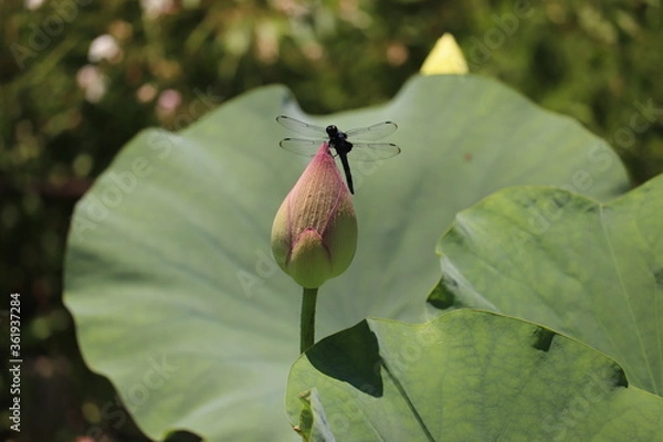Fototapeta 留まったトンボとピンクの蓮の蕾